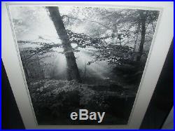 Clyde Butcher1942-Artist Photographer Signed Photo Litho Sunlit Forest Framed